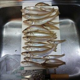 シロギス