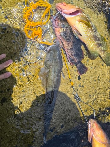 キジハタの釣果