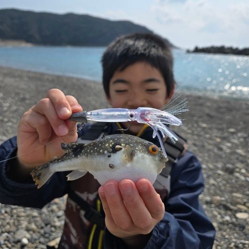 クサフグの釣果