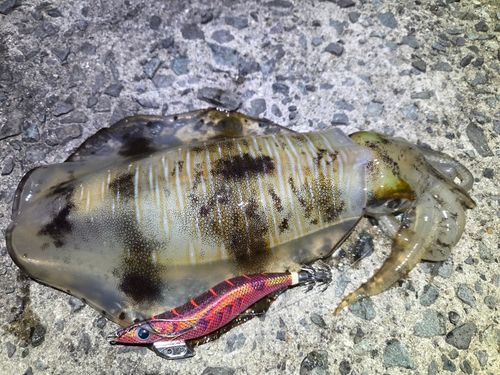 アオリイカの釣果