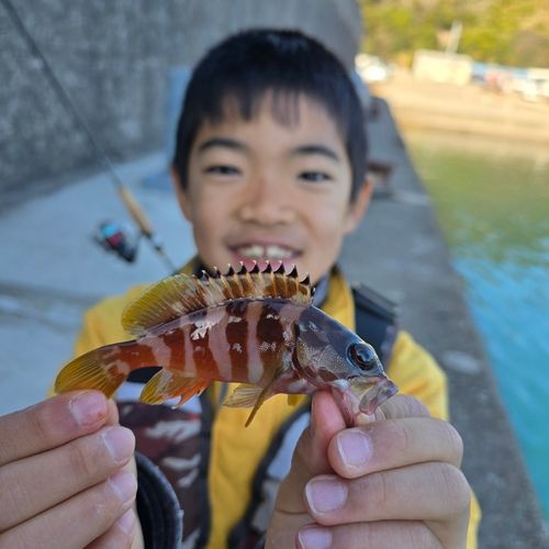 アカハタの釣果