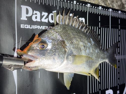 キビレの釣果
