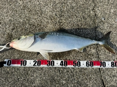 ブリの釣果
