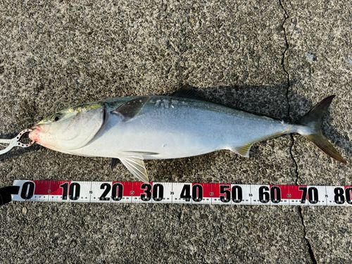 ブリの釣果