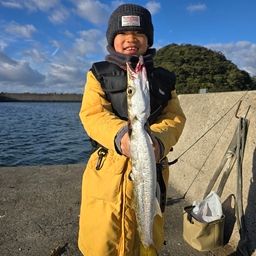 タイワンカマス