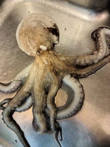 タコの釣果