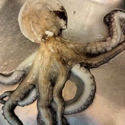 タコ