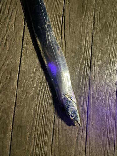 タチウオの釣果