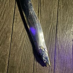 タチウオ