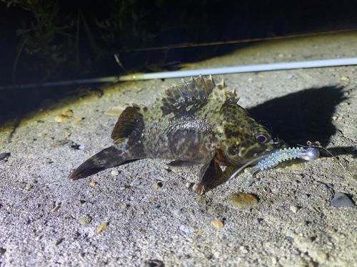 ムラソイの釣果