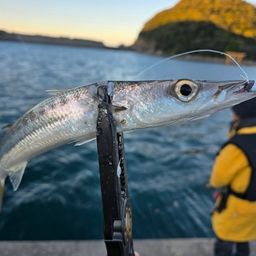 タイワンカマス