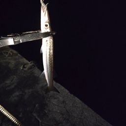 タイワンカマス