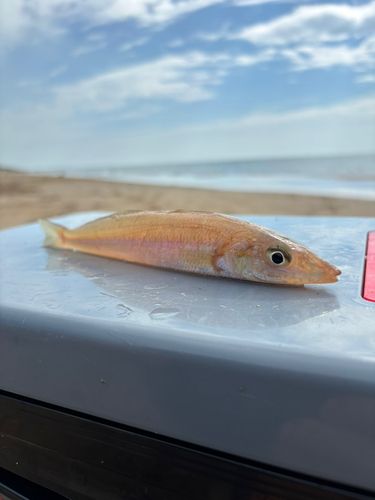 シロギスの釣果