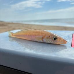 シロギス