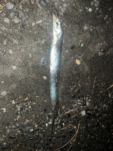 タチウオの釣果