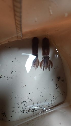 ヒイカの釣果