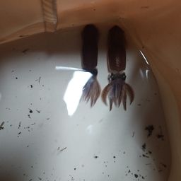 ヒイカ
