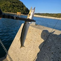 タイワンカマス