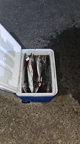 サバの釣果