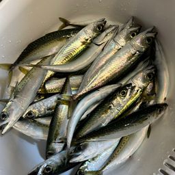アジ