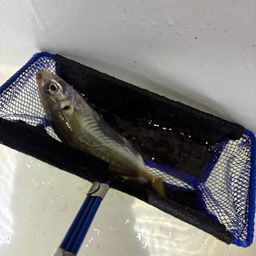 アジ