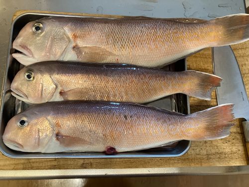 シロアマダイの釣果
