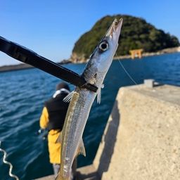 タイワンカマス