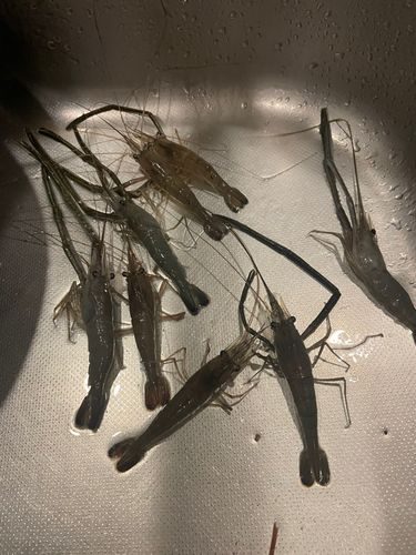 テナガエビの釣果