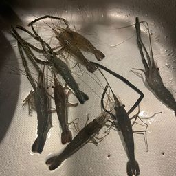 テナガエビ