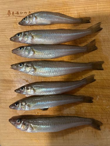 シロギスの釣果
