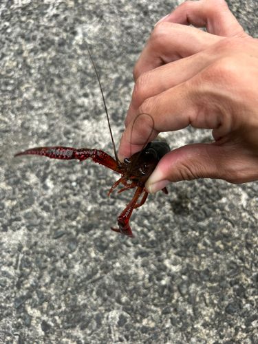 ザリガニの釣果