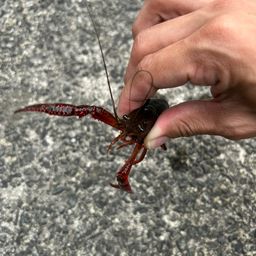 ザリガニ