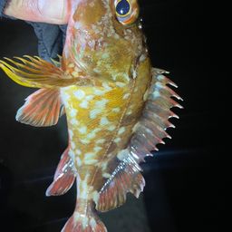アラカブ