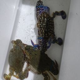タイワンガザミ