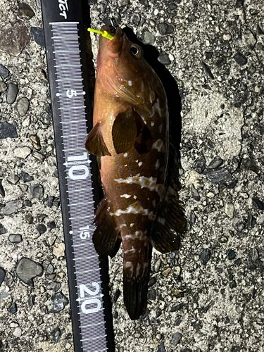 キジハタの釣果