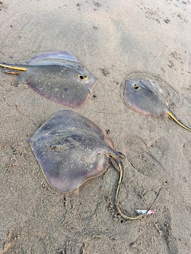 エイの釣果