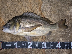チヌの釣果