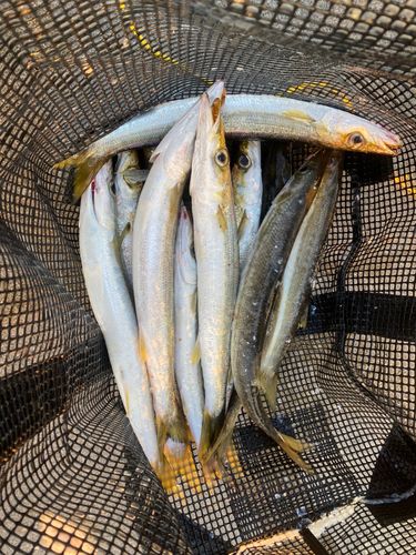 カマスの釣果