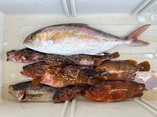 ネリゴの釣果