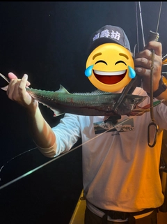 サゴシの釣果