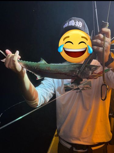 サゴシの釣果