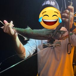 サゴシ