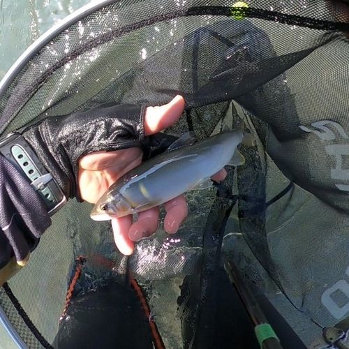 アユの釣果