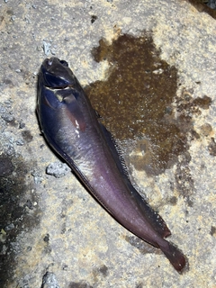 ドンコの釣果