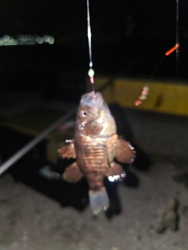 クロイシモチの釣果