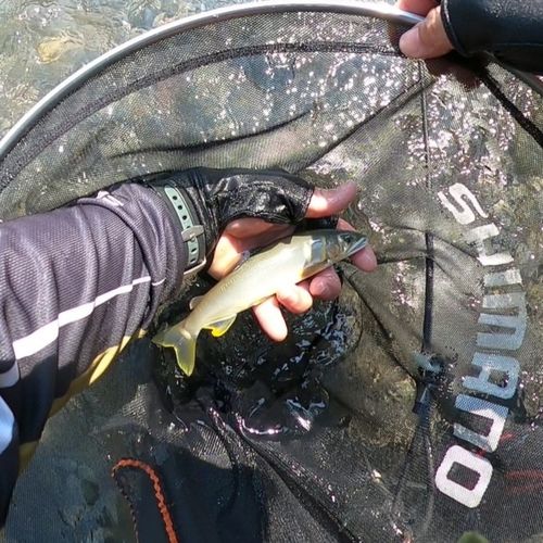 アユの釣果