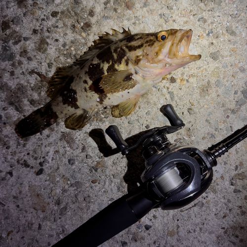 タケノコメバルの釣果