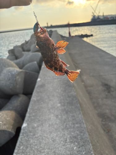 釣果