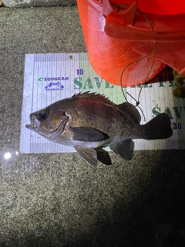 メバルの釣果