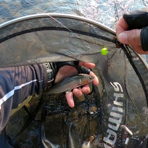 アユの釣果